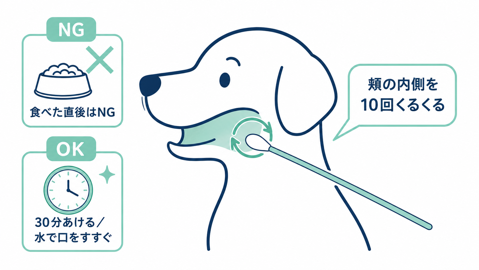 犬の頬の内側を綿棒で10回こする採取のコツ。食事直後はNG、30分あけるか水で口をすすぐのがOKという図解